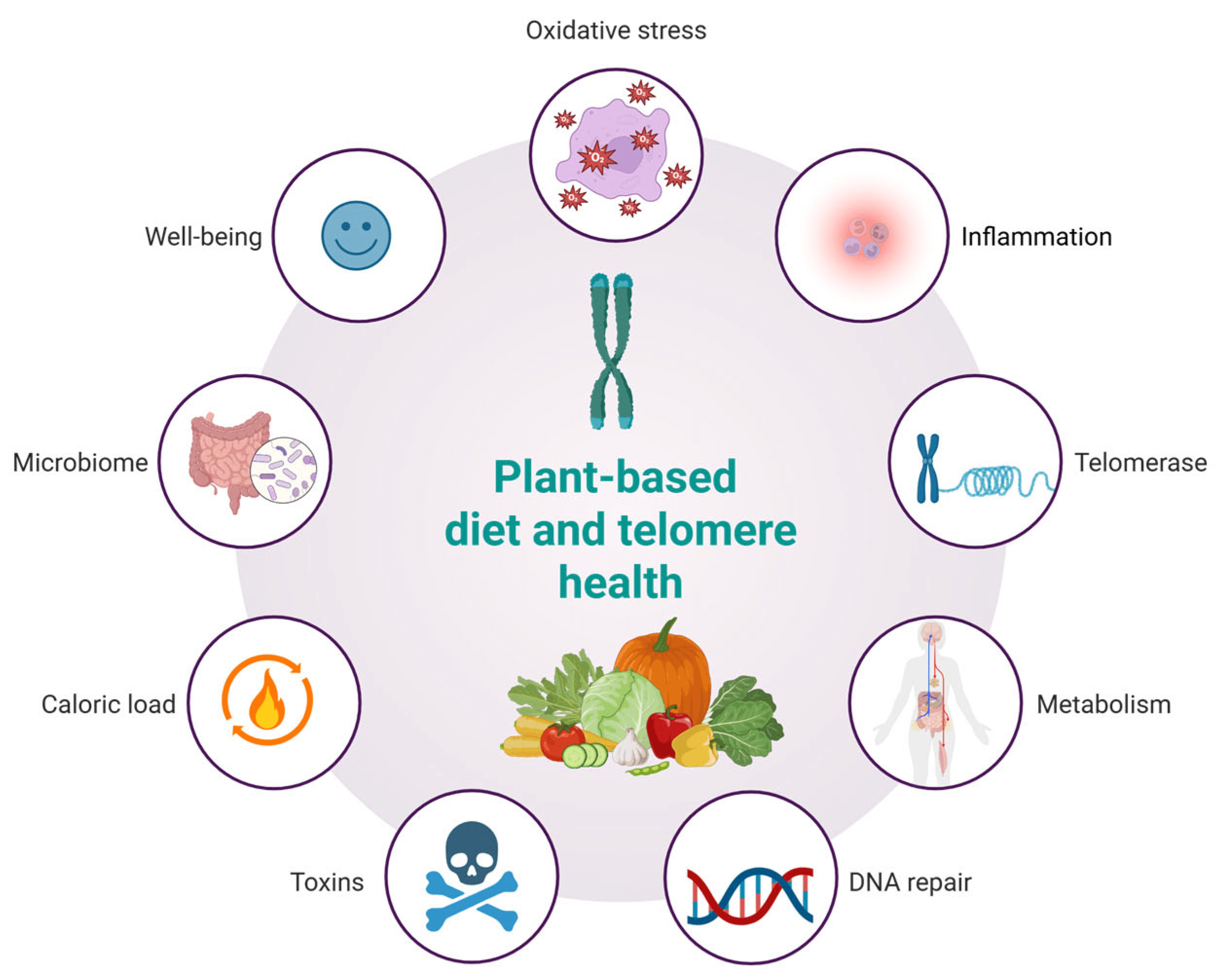 Infografik zur pflanzenbasierten Ernährung und Telomer-Gesundheit: Darstellung von oxidativem Stress, Entzündungen, Telomerase, Stoffwechsel, DNA-Reparatur, Toxinen, Kalorienlast, Mikrobiom und Wohlbefinden im Zusammenhang mit Telomeren und biologischem Altern